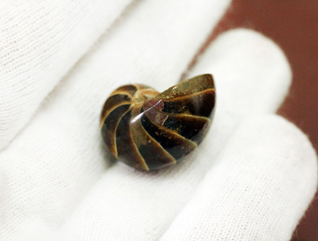 小さいながら上質。およそ1億年前のオウムガイ化石、キマトセラス(Cymatoceras sp.)。展示ケース付き。(その3)