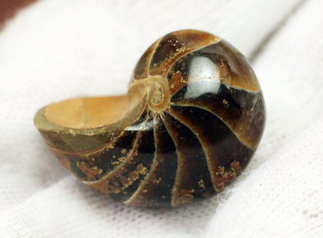 小さいながら上質。およそ1億年前のオウムガイ化石、キマトセラス(Cymatoceras sp.)。展示ケース付き。(その4)