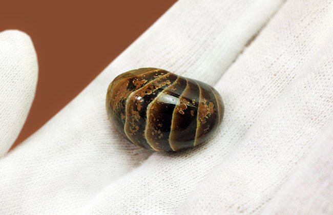 小さいながら上質。およそ1億年前のオウムガイ化石、キマトセラス(Cymatoceras sp.)。展示ケース付き。(その5)