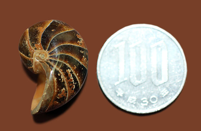 小さいながら上質。およそ１億年前のオウムガイ化石、キマトセラス（Cymatoceras sp.）。展示ケース付き。（その6）