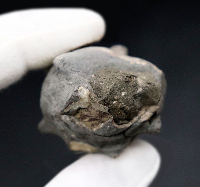 中身が結晶化した貝の化石 中身が結晶化した貝の化石 【公式通販】