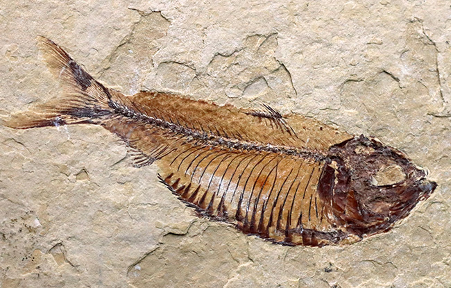 およそ５０００万年前の古代魚、ゴシウテクティス（Gosiutichthys）の極めて上質な標本（その1）
