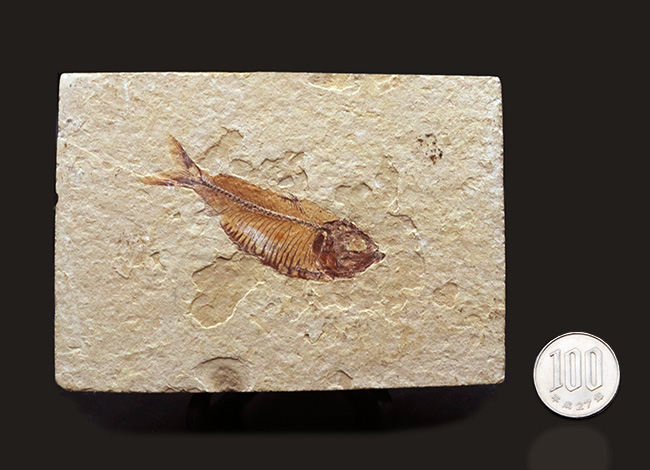 およそ５０００万年前の古代魚、ゴシウテクティス（Gosiutichthys）の極めて上質な標本（その10）