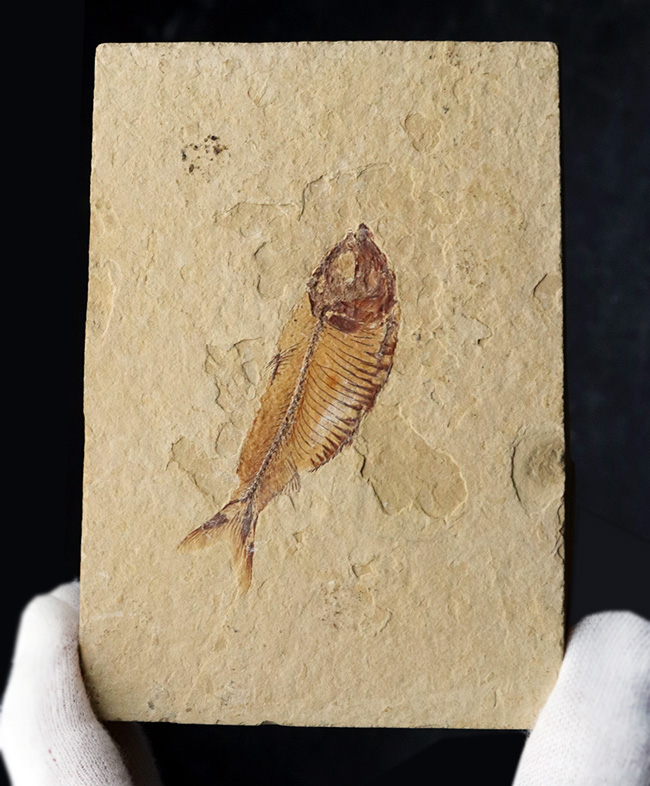 およそ５０００万年前の古代魚、ゴシウテクティス（Gosiutichthys）の極めて上質な標本（その2）