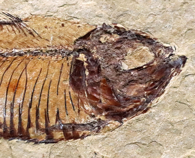 およそ５０００万年前の古代魚、ゴシウテクティス（Gosiutichthys）の極めて上質な標本（その3）