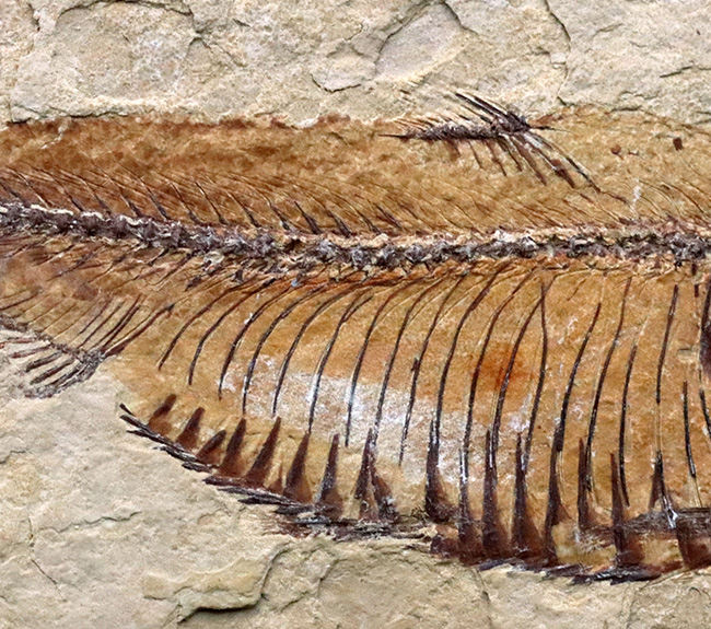 およそ５０００万年前の古代魚、ゴシウテクティス（Gosiutichthys）の極めて上質な標本（その4）