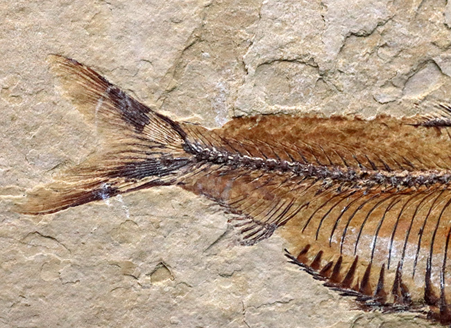 およそ５０００万年前の古代魚、ゴシウテクティス（Gosiutichthys）の極めて上質な標本（その5）