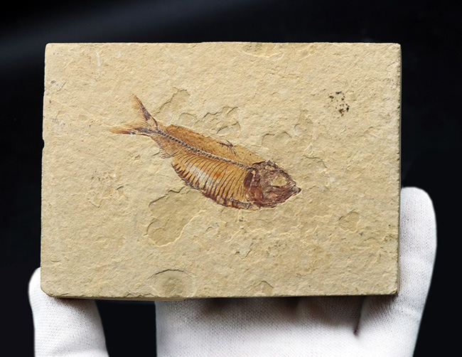 およそ５０００万年前の古代魚、ゴシウテクティス（Gosiutichthys）の極めて上質な標本（その6）