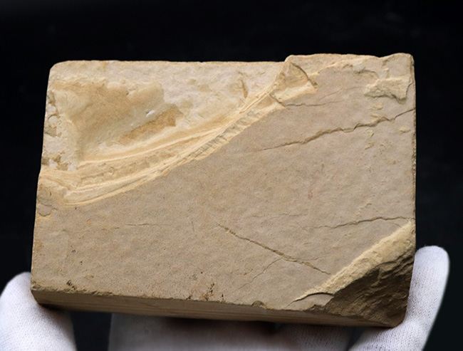 およそ５０００万年前の古代魚、ゴシウテクティス（Gosiutichthys）の極めて上質な標本（その7）