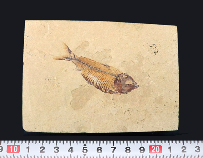 およそ５０００万年前の古代魚、ゴシウテクティス（Gosiutichthys）の極めて上質な標本（その9）