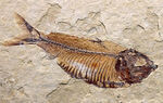 およそ５０００万年前の古代魚、ゴシウテクティス（Gosiutichthys）の極めて上質な標本