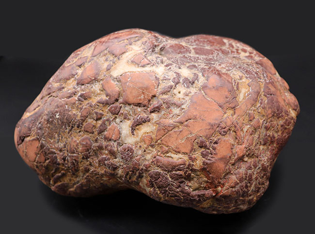 ８キログラムを超えるヘビー級化石、重厚感あふれる立派なヒプセロサウルス（Hypselosaurus）の卵の化石（その1）