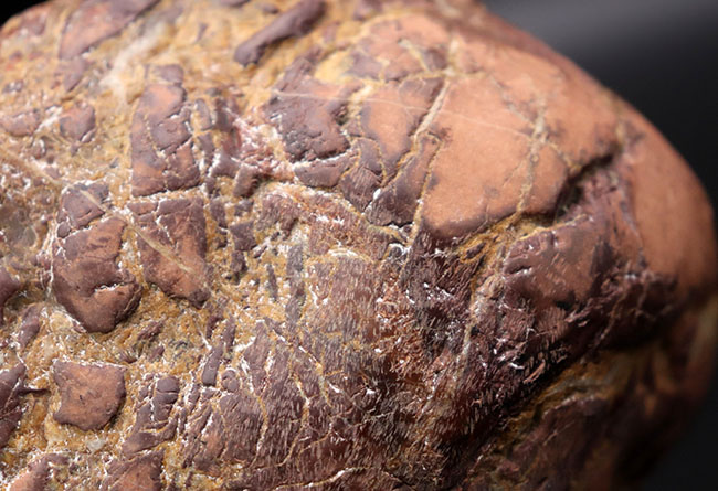 8キログラムを超えるヘビー級化石、重厚感あふれる立派なヒプセロサウルス(Hypselosaurus)の卵の化石(その10)