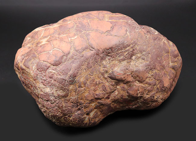 ８キログラムを超えるヘビー級化石、重厚感あふれる立派なヒプセロサウルス（Hypselosaurus）の卵の化石（その11）