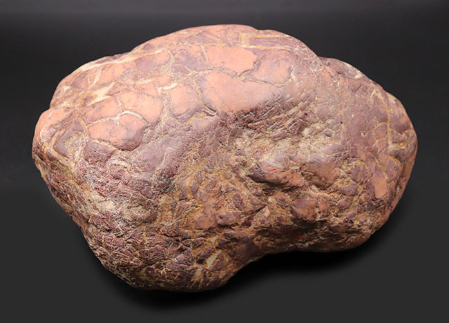 8キログラムを超えるヘビー級化石、重厚感あふれる立派なヒプセロサウルス(Hypselosaurus)の卵の化石(その11)