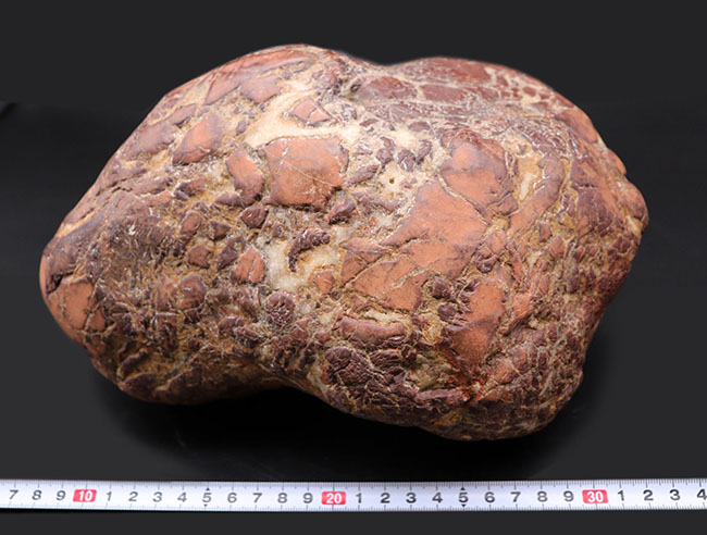 8キログラムを超えるヘビー級化石、重厚感あふれる立派なヒプセロサウルス(Hypselosaurus)の卵の化石(その12)