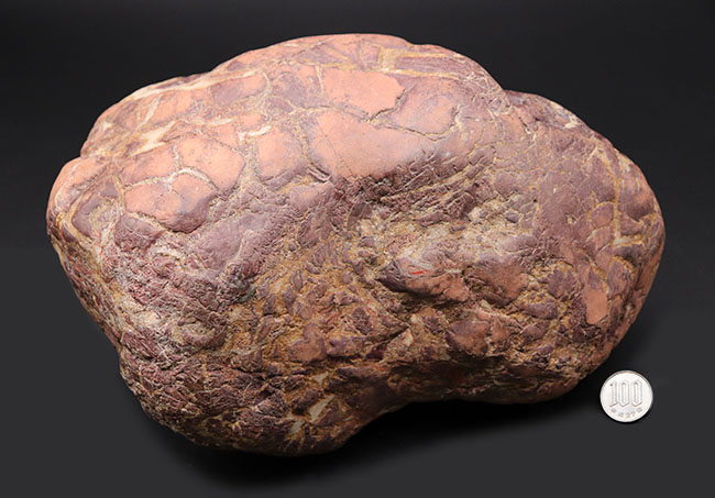 8キログラムを超えるヘビー級化石、重厚感あふれる立派なヒプセロサウルス(Hypselosaurus)の卵の化石(その13)
