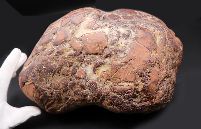 ８キログラムを超えるヘビー級化石、重厚感あふれる立派なヒプセロサウルス（Hypselosaurus）の卵の化石（その2）