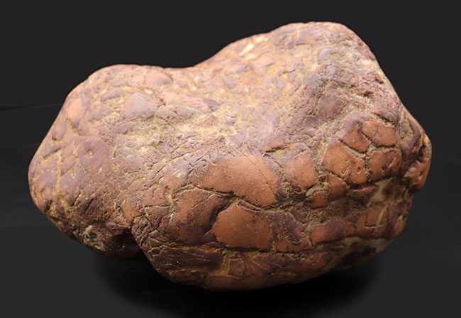 ８キログラムを超えるヘビー級化石、重厚感あふれる立派なヒプセロサウルス（Hypselosaurus）の卵の化石（その3）