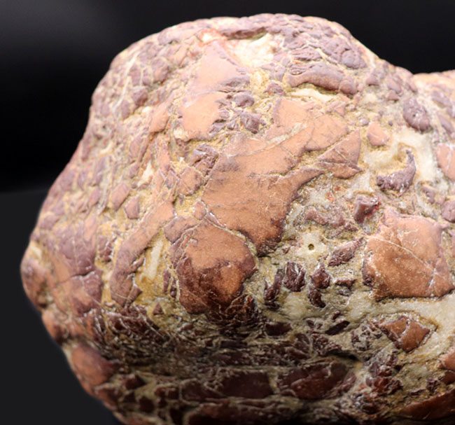 ８キログラムを超えるヘビー級化石、重厚感あふれる立派なヒプセロサウルス（Hypselosaurus）の卵の化石（その5）