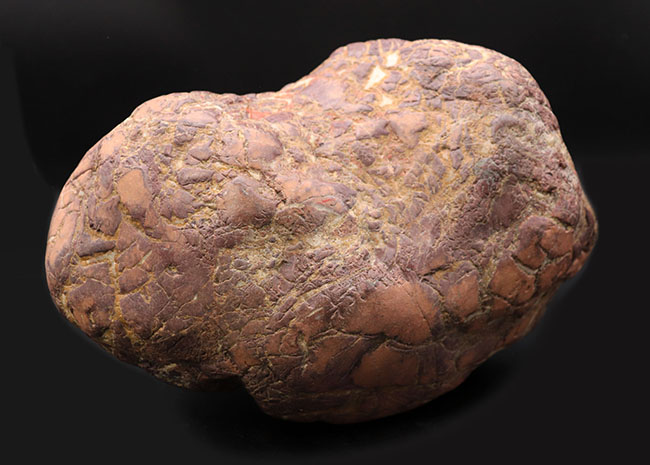 ８キログラムを超えるヘビー級化石、重厚感あふれる立派なヒプセロサウルス（Hypselosaurus）の卵の化石（その9）
