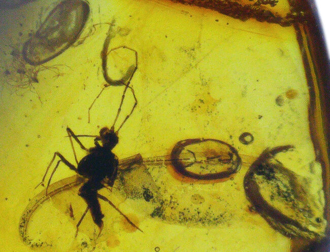 長い口針も確認できる!珍しいカイガラムシが内包されたバルティックアンバー(Amber)(その1)