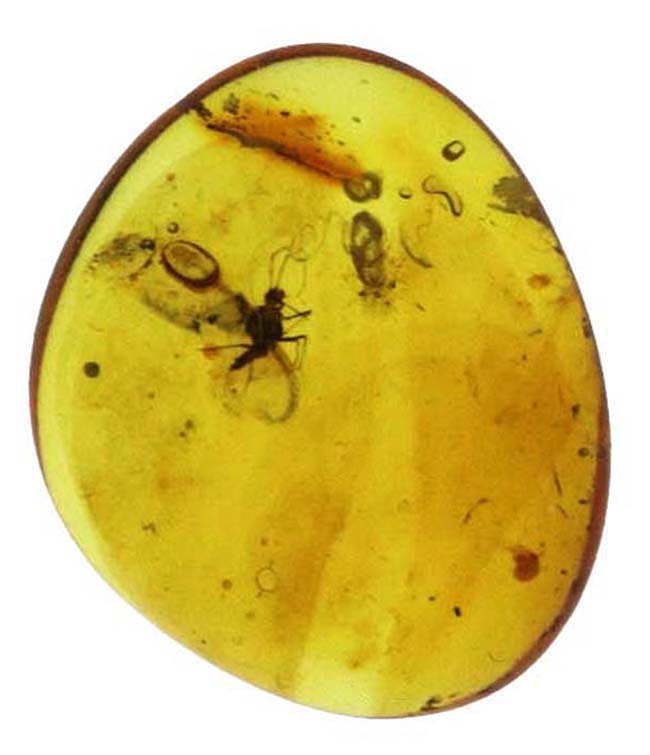 長い口針も確認できる!珍しいカイガラムシが内包されたバルティックアンバー(Amber)(その2)