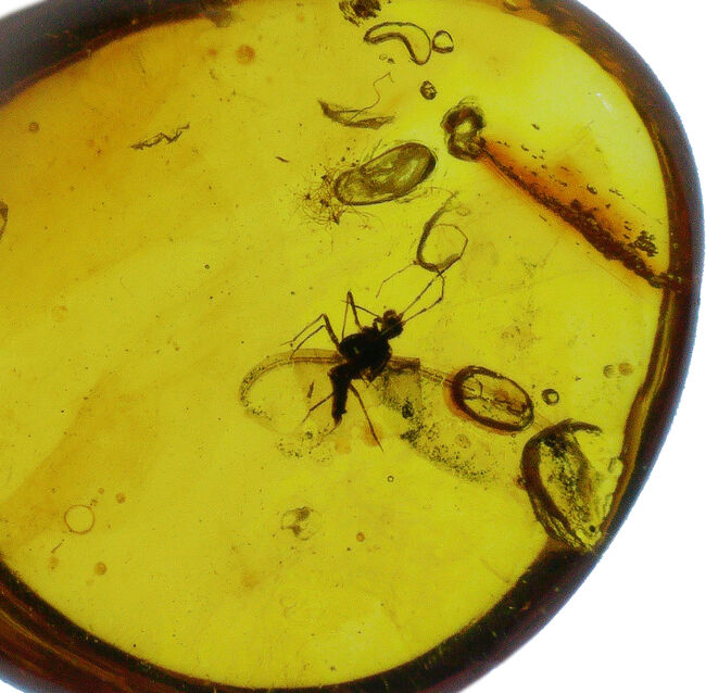 長い口針も確認できる!珍しいカイガラムシが内包されたバルティックアンバー(Amber)(その4)