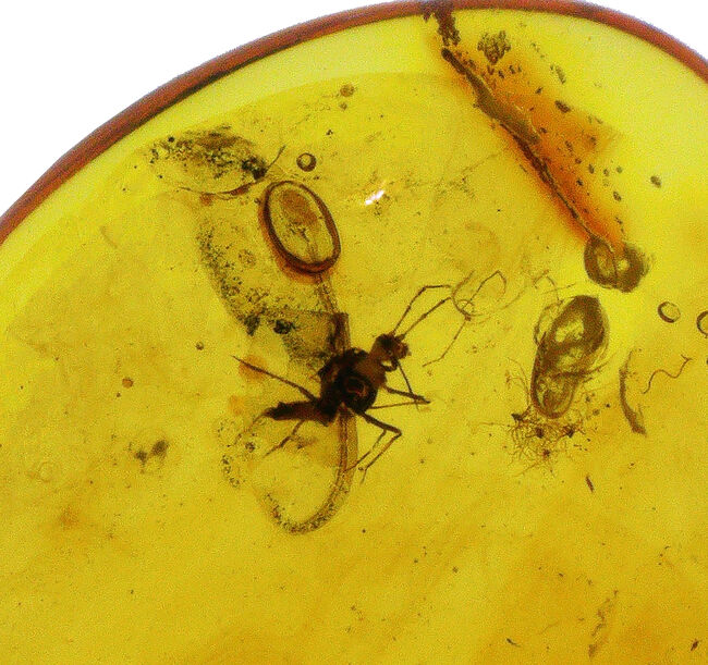 長い口針も確認できる!珍しいカイガラムシが内包されたバルティックアンバー(Amber)(その5)