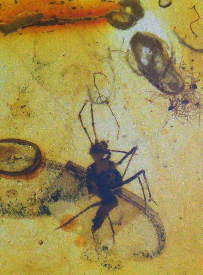 長い口針も確認できる!珍しいカイガラムシが内包されたバルティックアンバー(Amber)(その6)