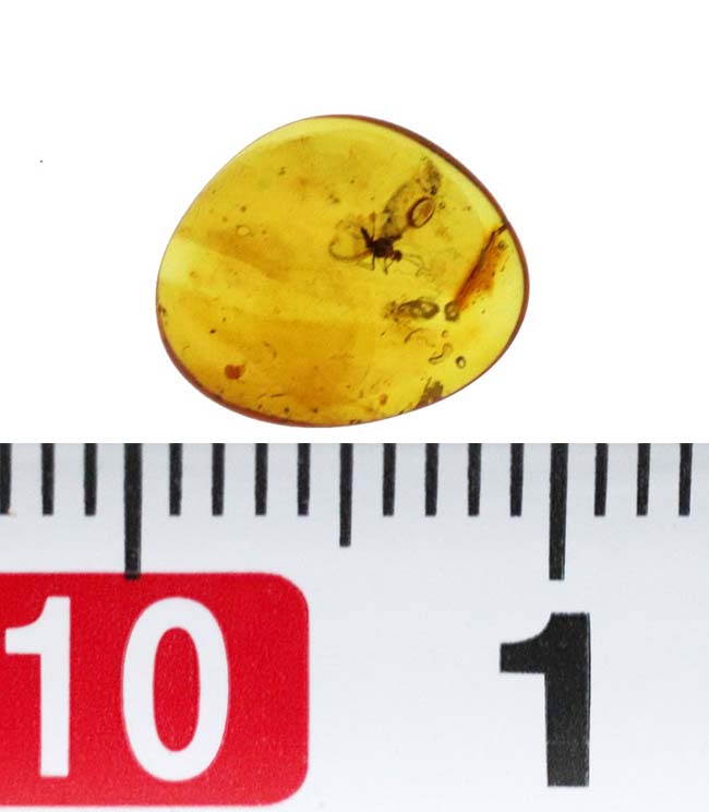 長い口針も確認できる!珍しいカイガラムシが内包されたバルティックアンバー(Amber)(その7)