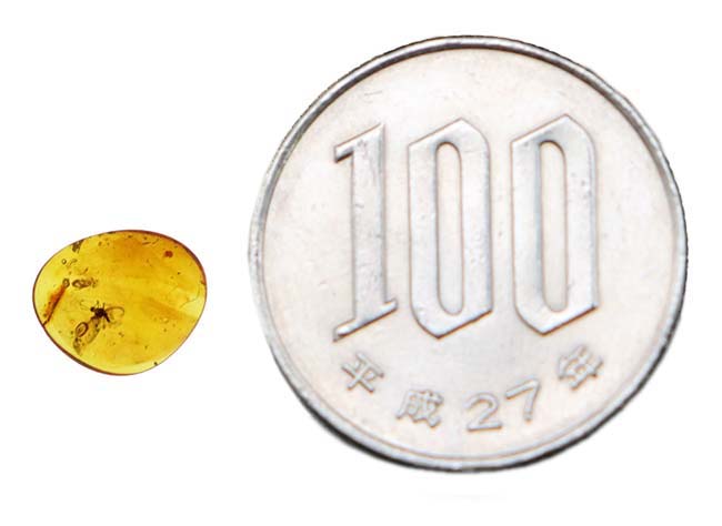 長い口針も確認できる!珍しいカイガラムシが内包されたバルティックアンバー(Amber)(その8)