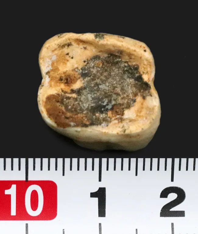 唯一無二！ベトナム・ランソン省の約47万5千年前の地層から発見された、史上最大級の霊長類、ギガントピテクス（ギガントピテクス・ブラッキィ（Gigantopithecus blacki））の歯化石（その7）