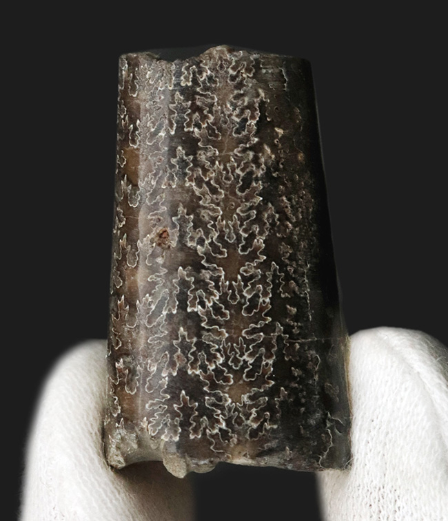 化石のブランド産地、米国サウスダコタ州・バッドランズ産のいかにも典型的なバキュリテス・コンプレッサス（Baculites compressus Meek）（その1）