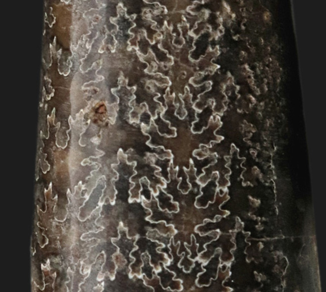 化石のブランド産地、米国サウスダコタ州・バッドランズ産のいかにも典型的なバキュリテス・コンプレッサス（Baculites compressus Meek）（その3）