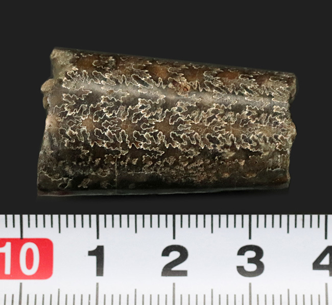 化石のブランド産地、米国サウスダコタ州・バッドランズ産のいかにも典型的なバキュリテス・コンプレッサス（Baculites compressus Meek）（その6）