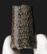 化石のブランド産地、米国サウスダコタ州・バッドランズ産のいかにも典型的なバキュリテス・コンプレッサス（Baculites compressus Meek）