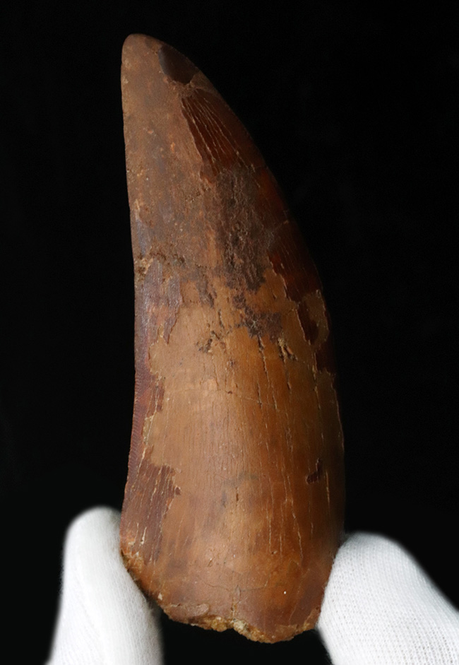 10センチに迫る巨大歯!1億年前の北アフリカの陸の王者、カルカロドントサウルス(Carcharodontosaurus)の巨大歯化石(その2)
