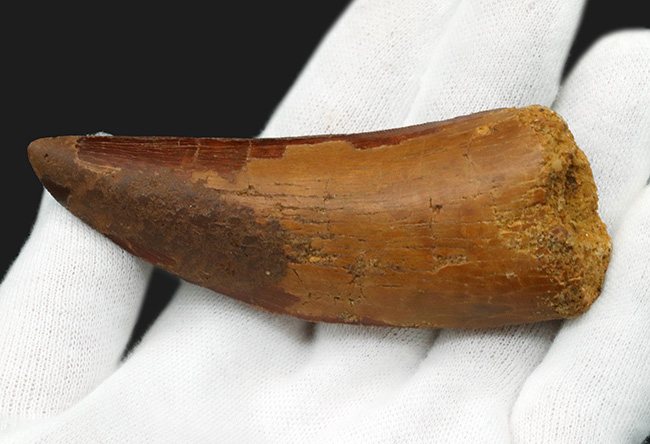10センチに迫る巨大歯!1億年前の北アフリカの陸の王者、カルカロドントサウルス(Carcharodontosaurus)の巨大歯化石(その3)