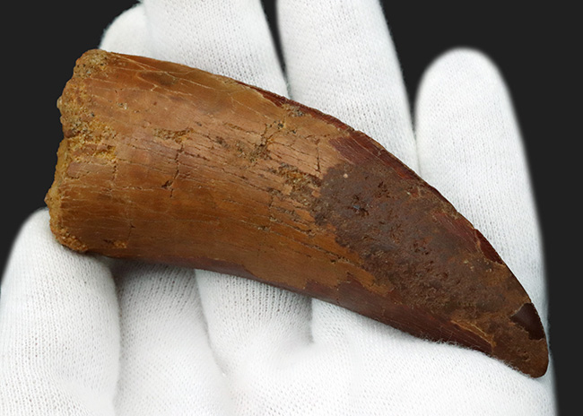 10センチに迫る巨大歯!1億年前の北アフリカの陸の王者、カルカロドントサウルス(Carcharodontosaurus)の巨大歯化石(その4)