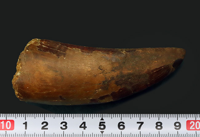 10センチに迫る巨大歯!1億年前の北アフリカの陸の王者、カルカロドントサウルス(Carcharodontosaurus)の巨大歯化石(その6)