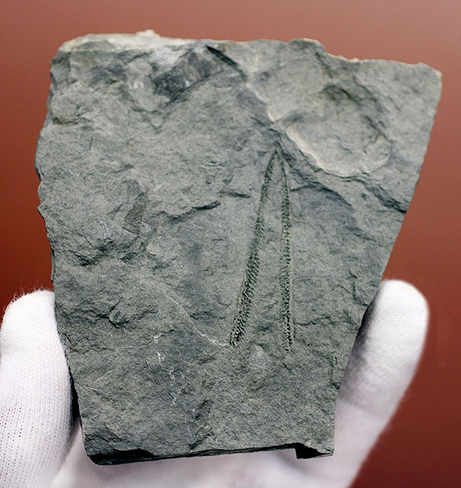 古代の海中に生息していた、今はなき、ユタ州産筆石ディディモグラプトゥス(Didymograptus sp.)(その1)