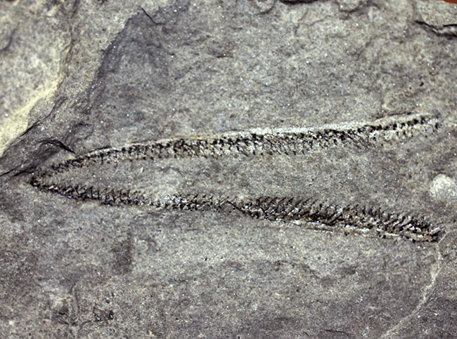 古代の海中に生息していた、今はなき、ユタ州産筆石ディディモグラプトゥス（Didymograptus sp.）（その2）