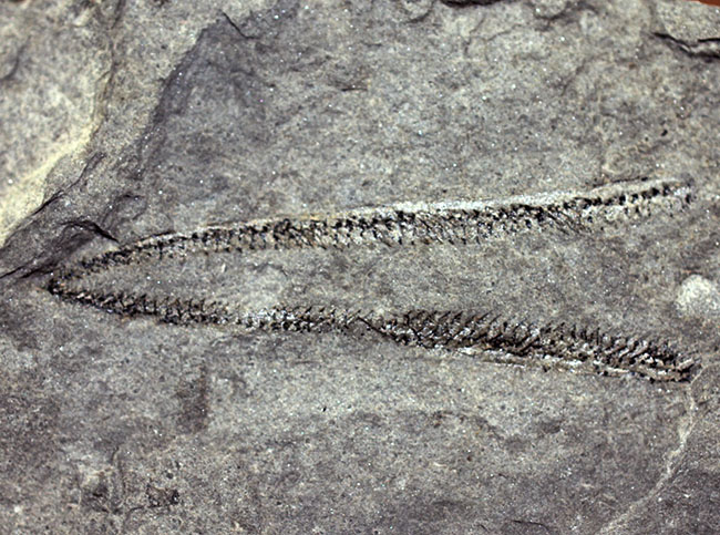 古代の海中に生息していた、今はなき、ユタ州産筆石ディディモグラプトゥス(Didymograptus sp.)(その2)