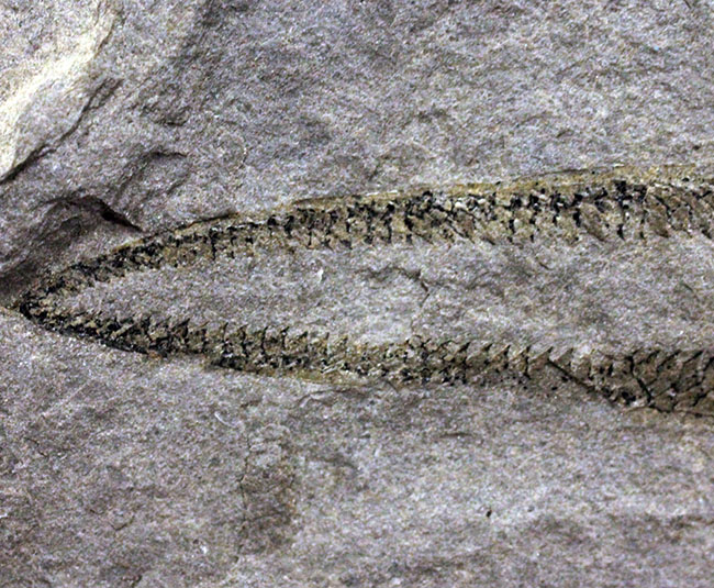 古代の海中に生息していた、今はなき、ユタ州産筆石ディディモグラプトゥス（Didymograptus sp.）（その3）