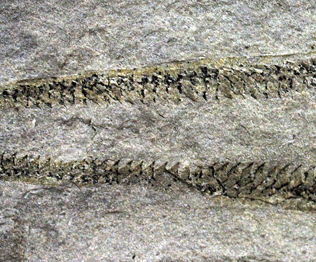 古代の海中に生息していた、今はなき、ユタ州産筆石ディディモグラプトゥス（Didymograptus sp.）（その4）