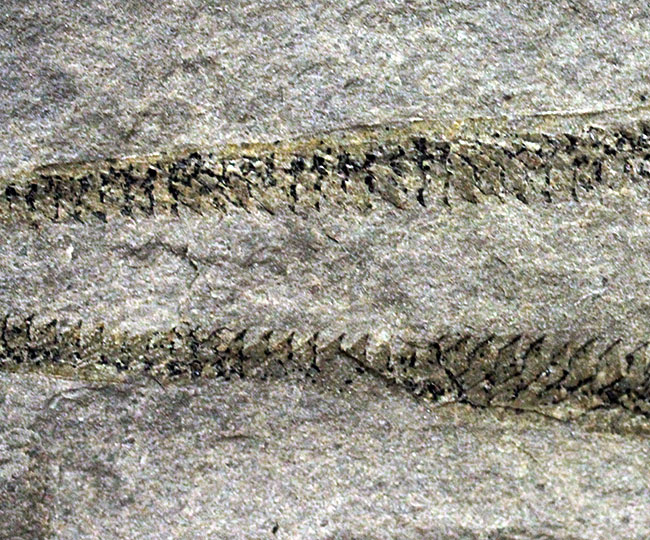古代の海中に生息していた、今はなき、ユタ州産筆石ディディモグラプトゥス(Didymograptus sp.)(その4)