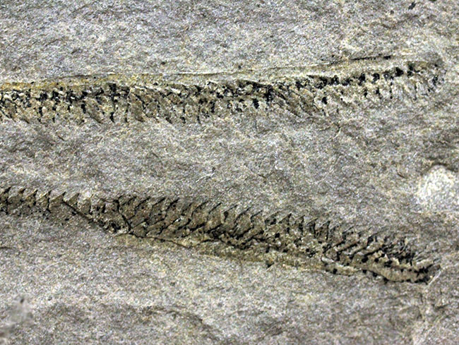 古代の海中に生息していた、今はなき、ユタ州産筆石ディディモグラプトゥス（Didymograptus sp.）（その5）
