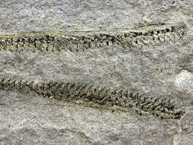古代の海中に生息していた、今はなき、ユタ州産筆石ディディモグラプトゥス(Didymograptus sp.)(その5)