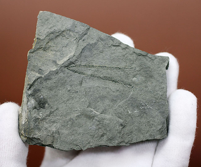古代の海中に生息していた、今はなき、ユタ州産筆石ディディモグラプトゥス（Didymograptus sp.）（その6）